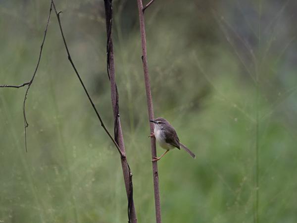 <h3><a href="/trips/srilanka/biota/animalia/chordata/aves/040 passeriformes/088 cisticolidae/prinia inornata/prinia inornata-nl.html">Prinia&nbsp;inornata</a> / Plain&nbsp;prinia / Witteugelprinia</h3>NIKON D500 met AF-S Nikkor 80-400mm f/4.5-5.6G ED VR, 1/250 sec  bij F5.6, ISO 1250, afstand 7.94&nbsp;m
